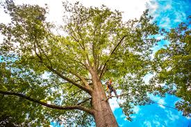 Best Palm Tree Trimming  in Lugoff, SC