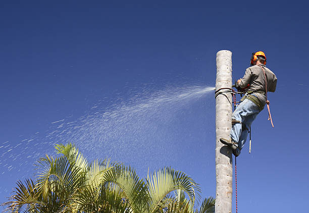 Best Arborist Consultation Services  in Lugoff, SC